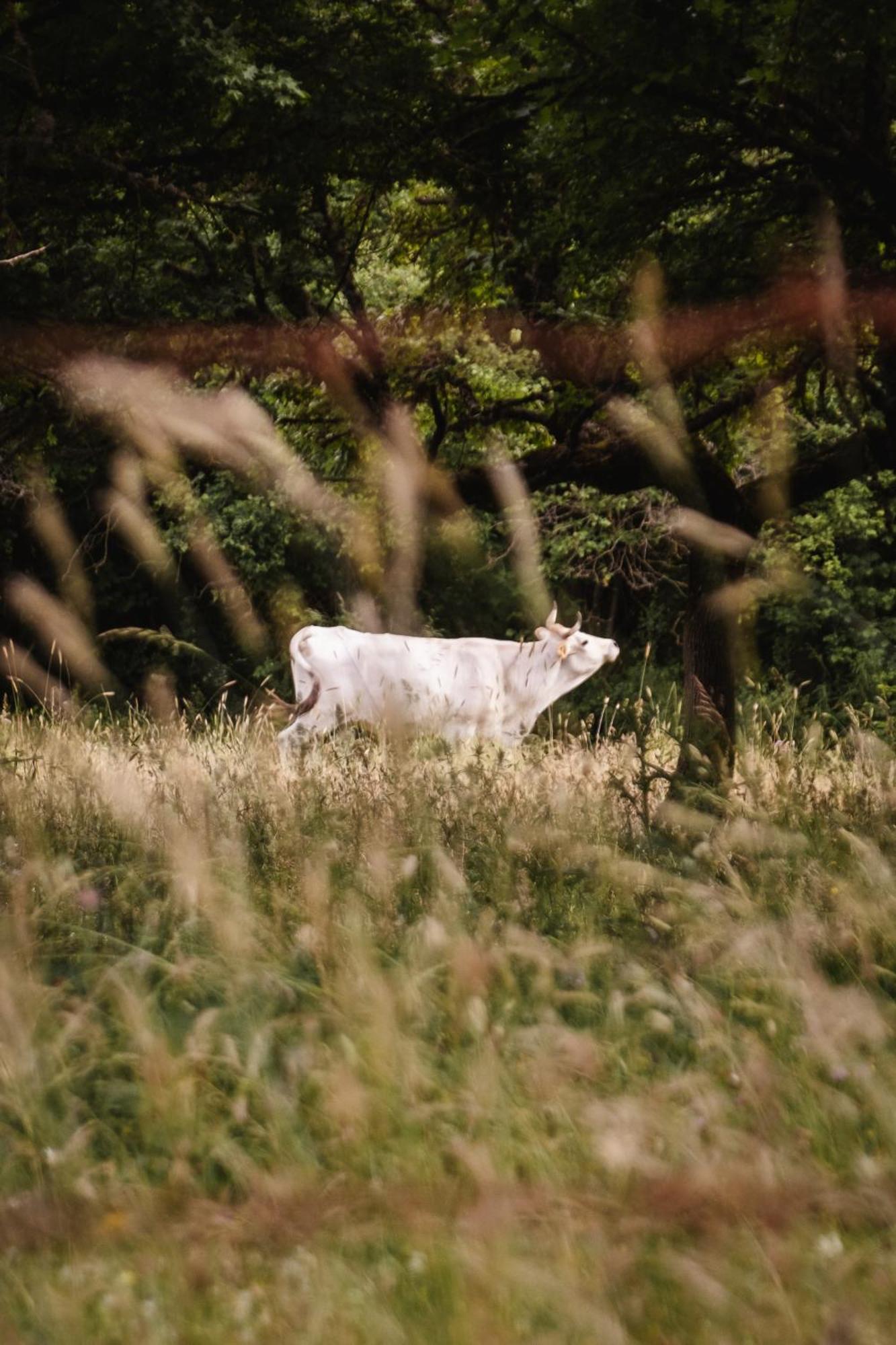 Farm stay Fattoria Del Borgo In Sabina